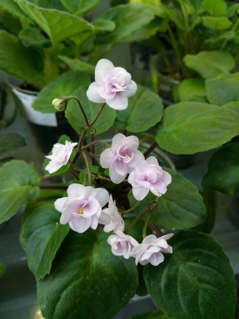 18 ian - Rob s Vanilla trail