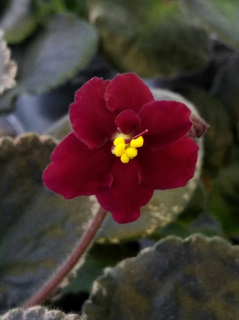 18 ian - ZZ Aca s Red Ember