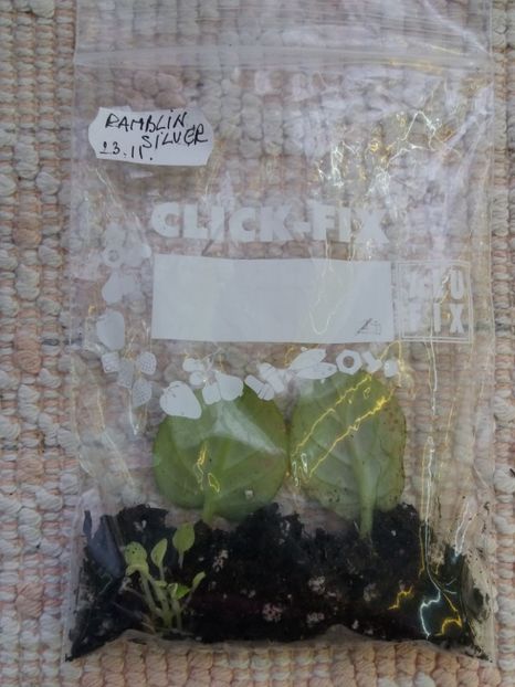 18 ian - Ramblin Silver