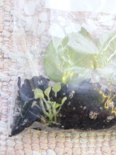 18 ian - Ramblin Silver