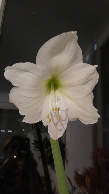 ultima floare franjurata - mont blanc