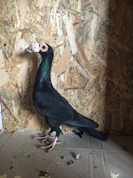 E4A70DC7-6DC3-4678-A615-F0BB33BB0B01 - CARIERI MATCA 2018