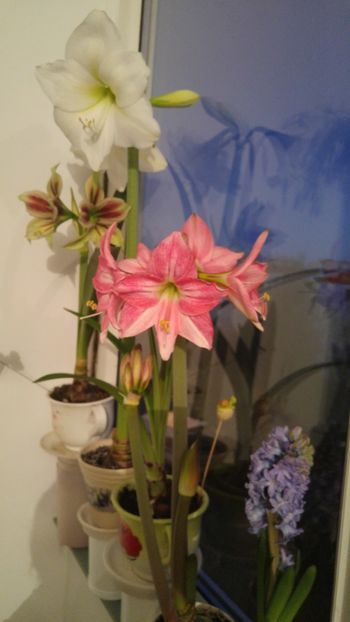  - papilio - papilio hibrid - magic star