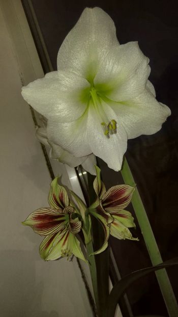  - papilio - papilio hibrid - magic star