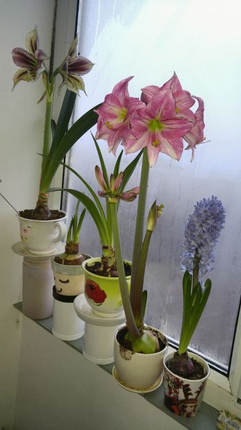  - papilio - papilio hibrid - magic star