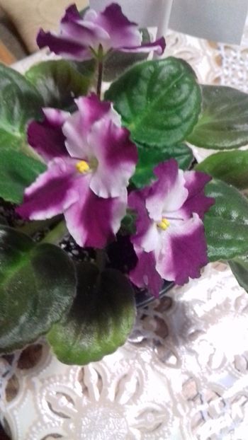  - GENUL Saintpaulia - Violete Africane