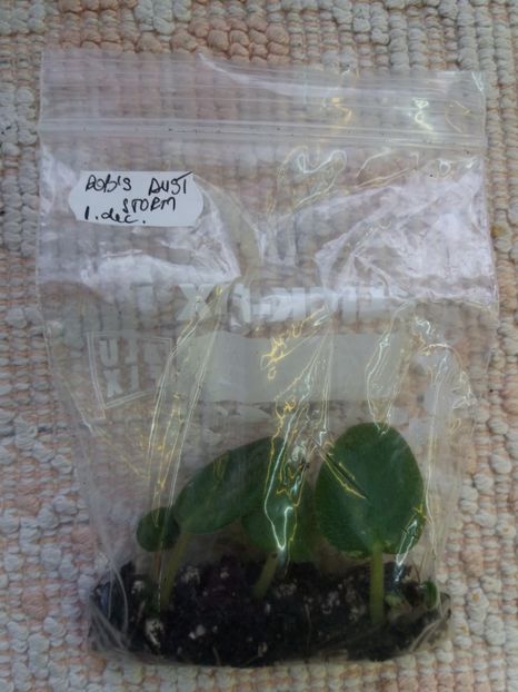 18 ian - ZZ Rob s Dust Storm