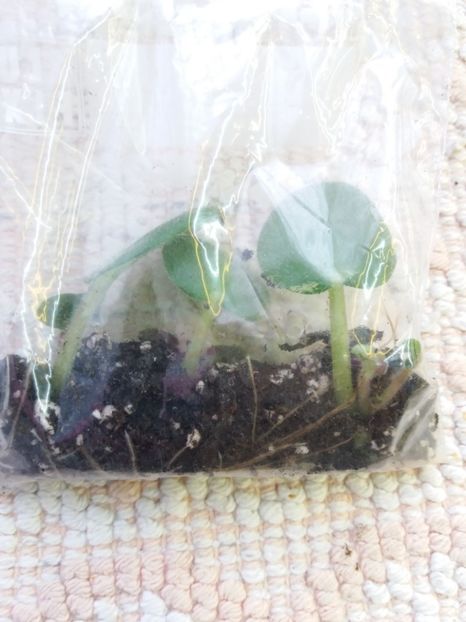 18 ian - ZZ Rob s Dust Storm