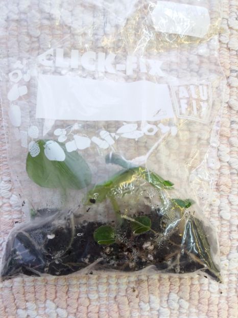 18 ian - ZZ Rob s Dust Storm