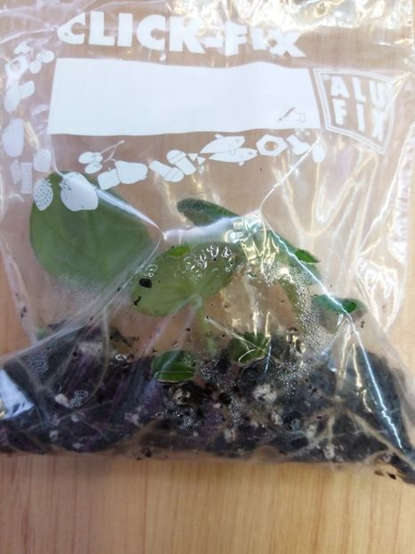 18 ian - ZZ Rob s Dust Storm