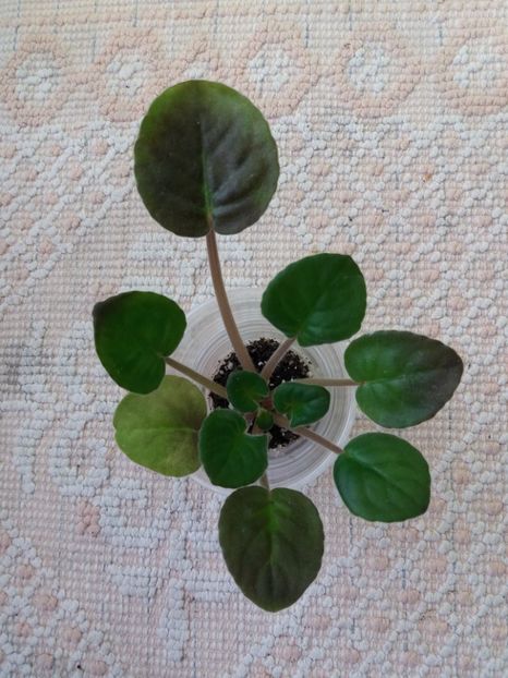 18 ian - ZZ Ethel s Wild Side