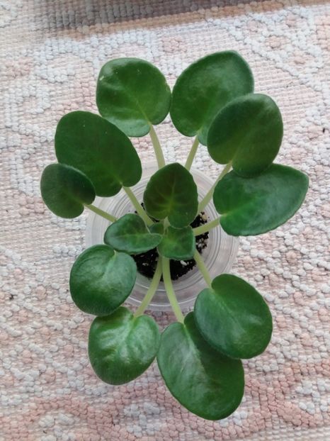 18 ian - ZZ RS Korrida