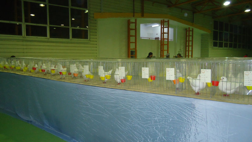  - Expo Marghita Dec 2017