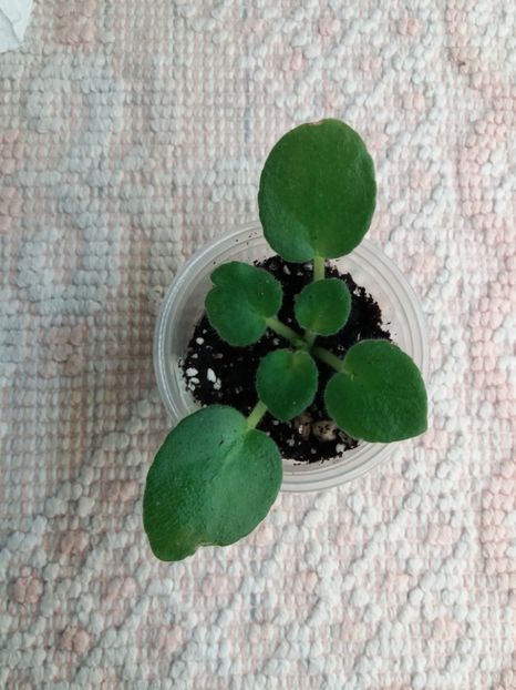 18 ian - ZZ RS Zorro sport