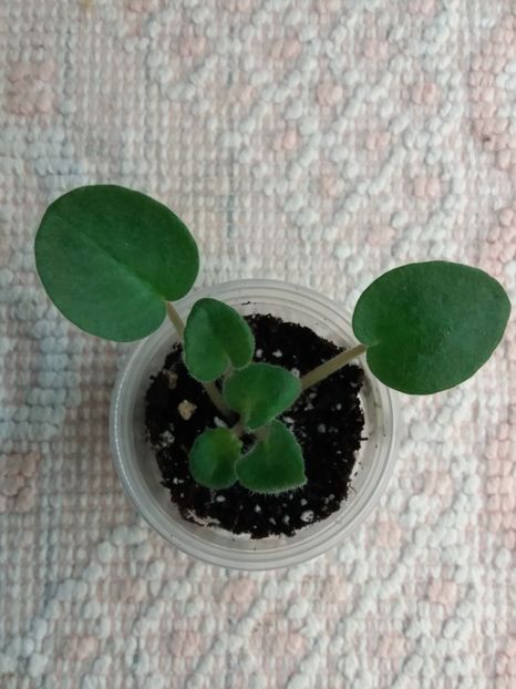 18 ian - RS Birth of Down