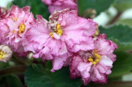 RS Birth of Down poza net - RS Birth of Down