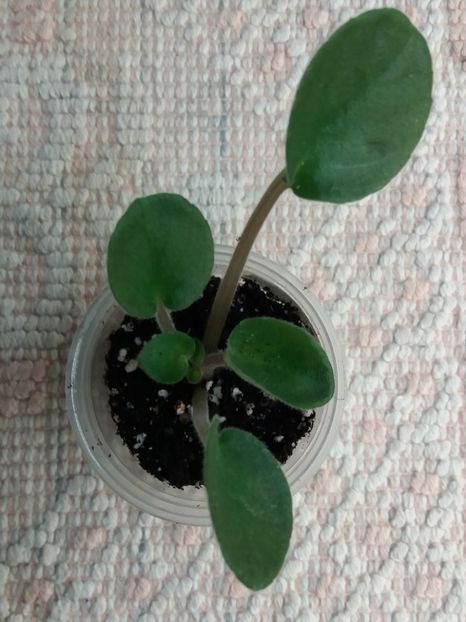 18 ian - ZZ Bol s Evening Irja