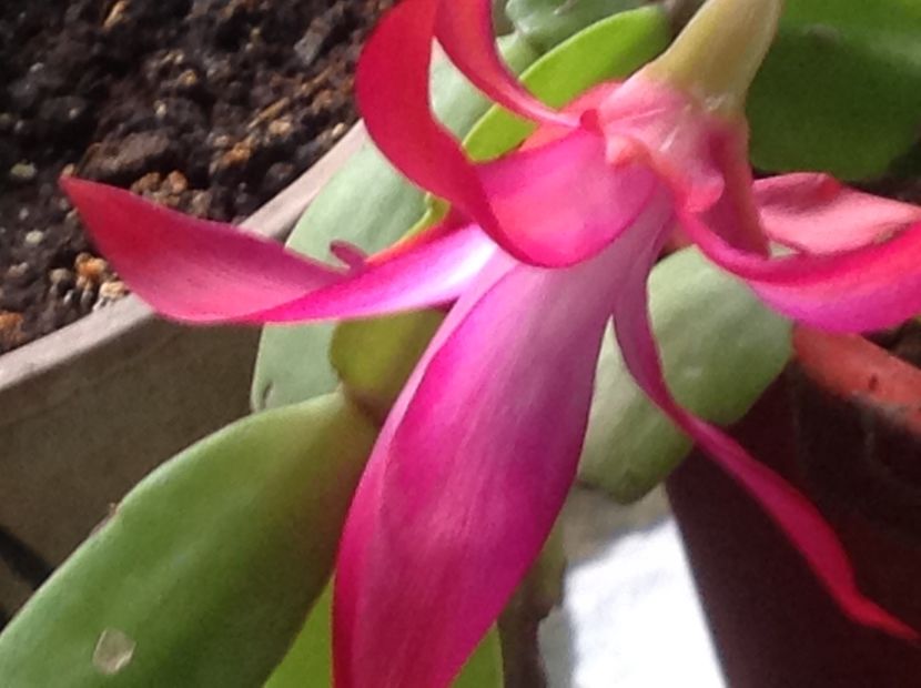  - Butasii de lavanda ciupiți