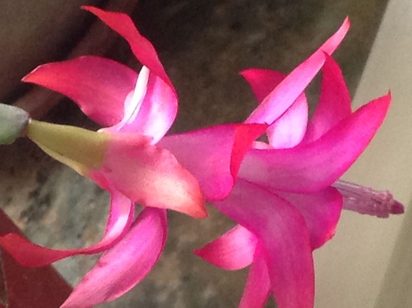  - Butasii de lavanda ciupiți