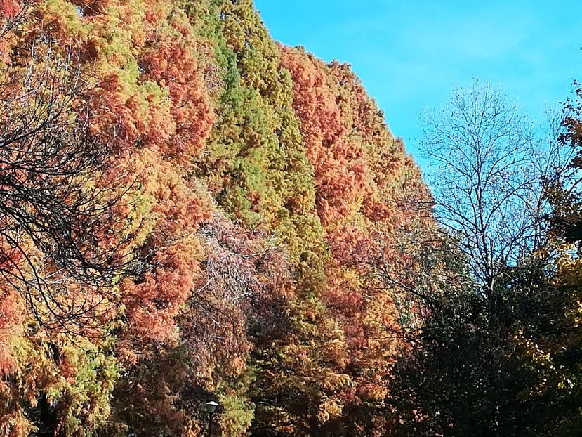  - 2017 SINAIA MIHNEA