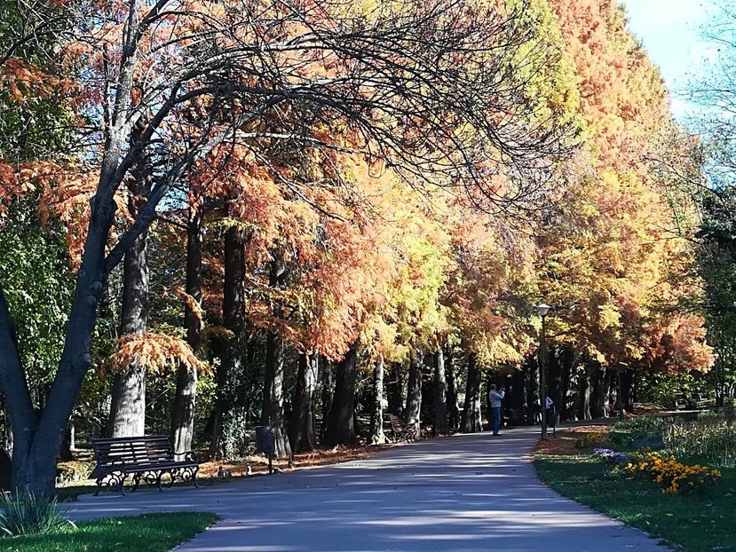  - 2017 SINAIA MIHNEA