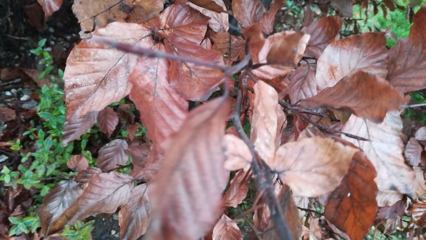  - 2017 SINAIA MIHNEA