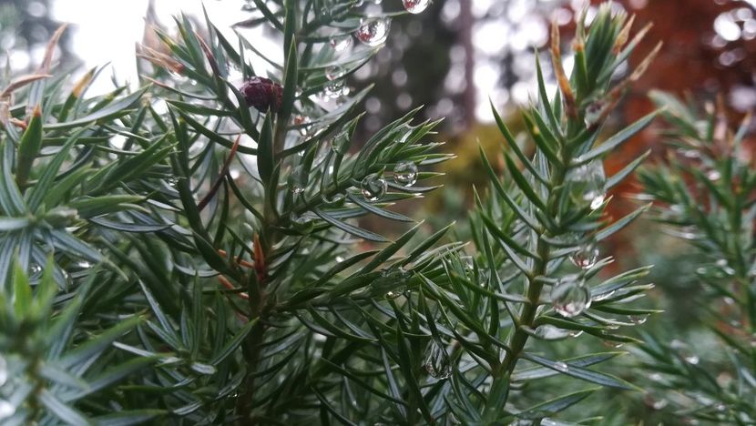  - 2017 SINAIA MIHNEA