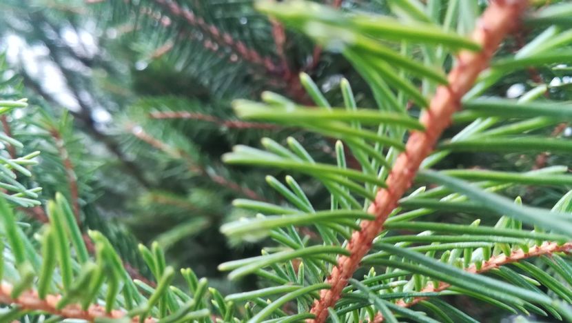  - 2017 SINAIA MIHNEA