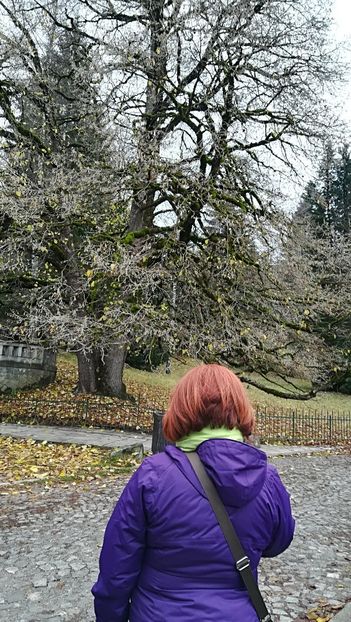  - 2017 SINAIA MIHNEA