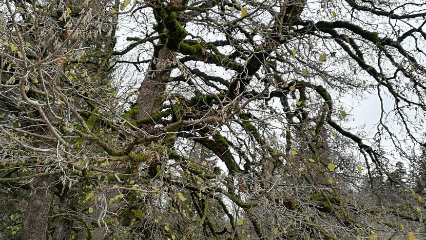  - 2017 SINAIA MIHNEA