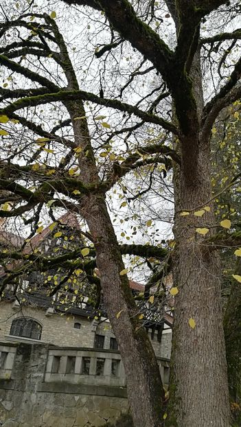  - 2017 SINAIA MIHNEA