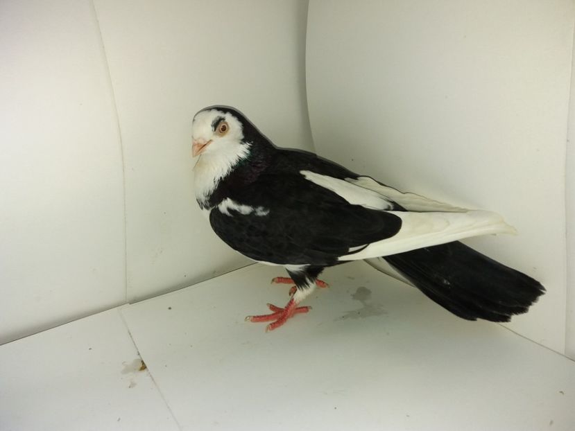 2292  femelă  2017 - Plecați ALBUM 2