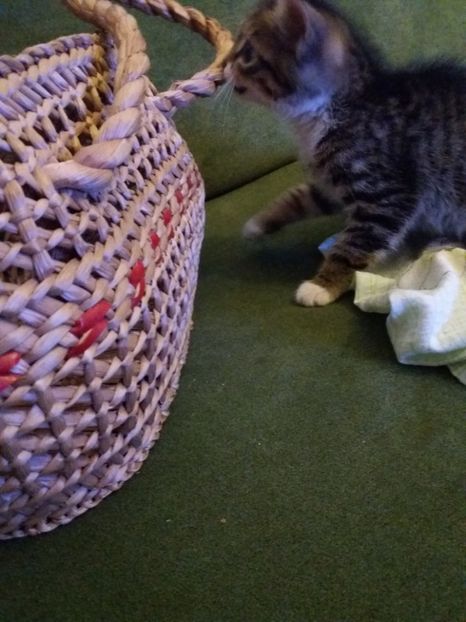  - 2017 CAZINO SINAIA EMI