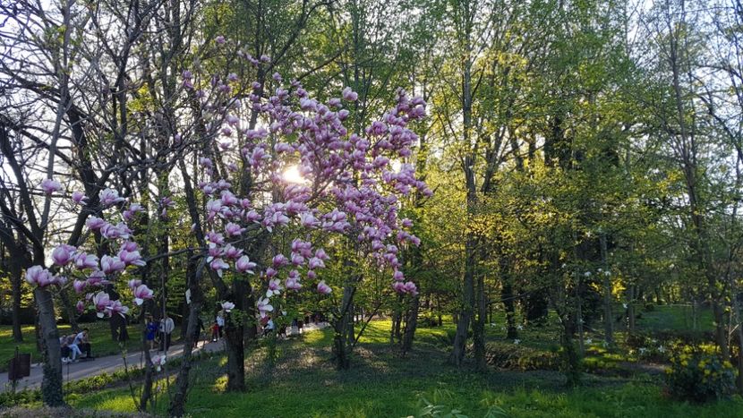  - 2017 TEL VLAD PODGORIA AVINCIA SI CASA ROMANEASCA