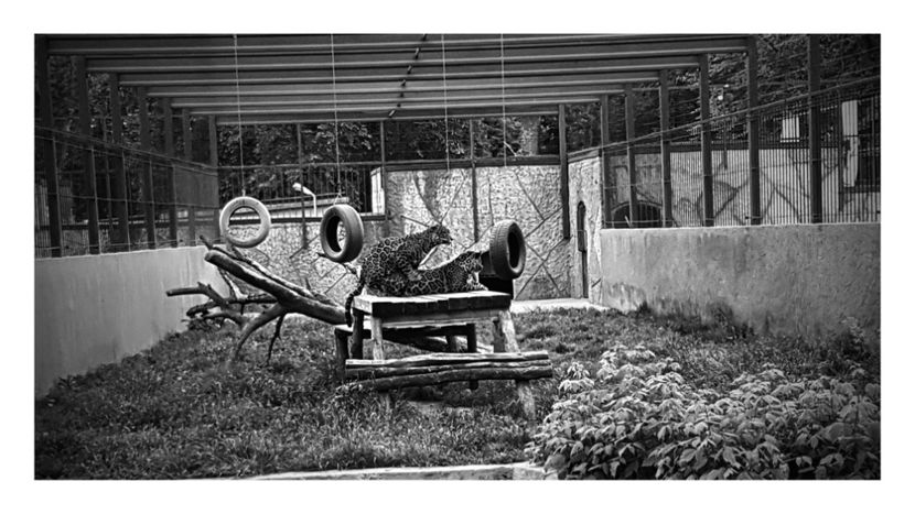 20170515_204234-EFFECTS - 2017 TEL VLAD PODGORIA AVINCIA SI CASA ROMANEASCA