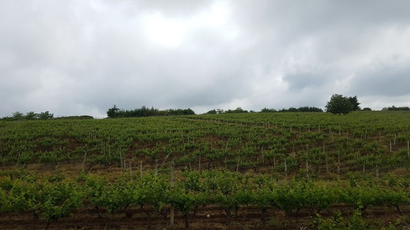  - 2017 TEL VLAD PODGORIA AVINCIA SI CASA ROMANEASCA