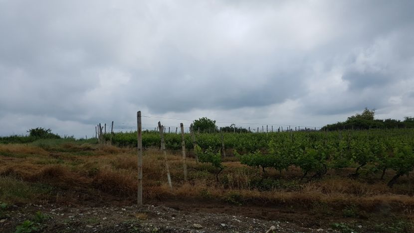  - 2017 TEL VLAD PODGORIA AVINCIA SI CASA ROMANEASCA