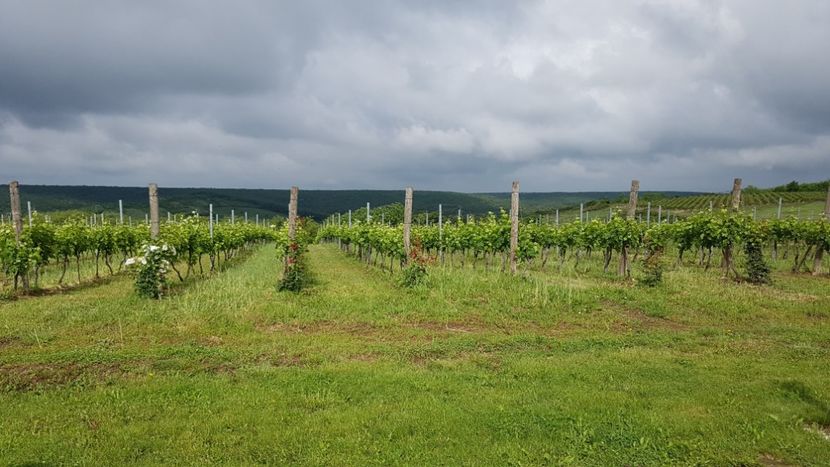  - 2017 TEL VLAD PODGORIA AVINCIA SI CASA ROMANEASCA