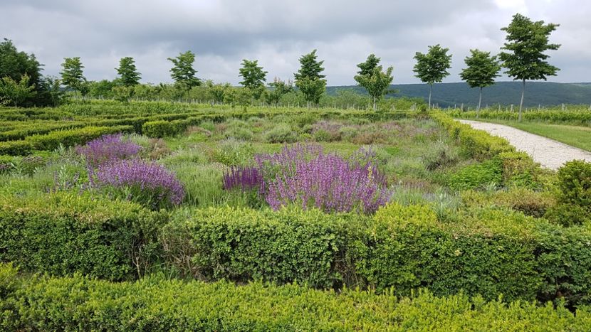  - 2017 TEL VLAD PODGORIA AVINCIA SI CASA ROMANEASCA