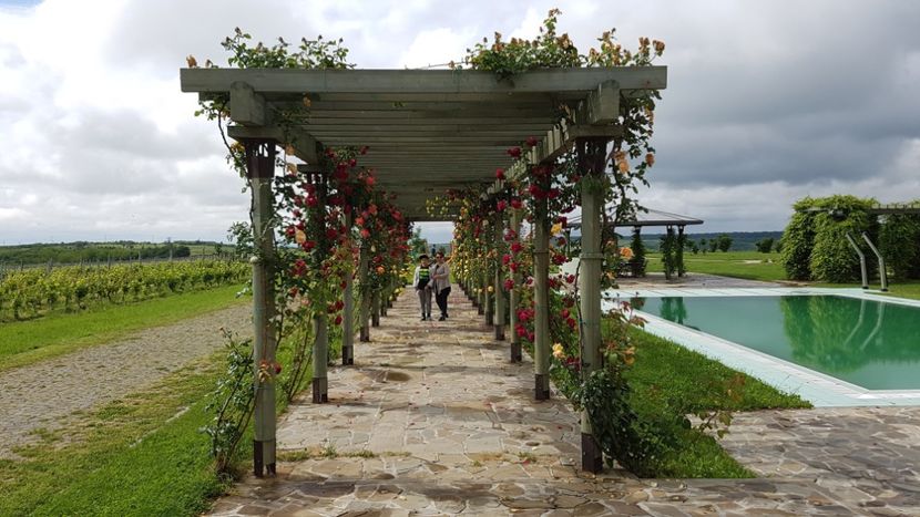  - 2017 TEL VLAD PODGORIA AVINCIA SI CASA ROMANEASCA