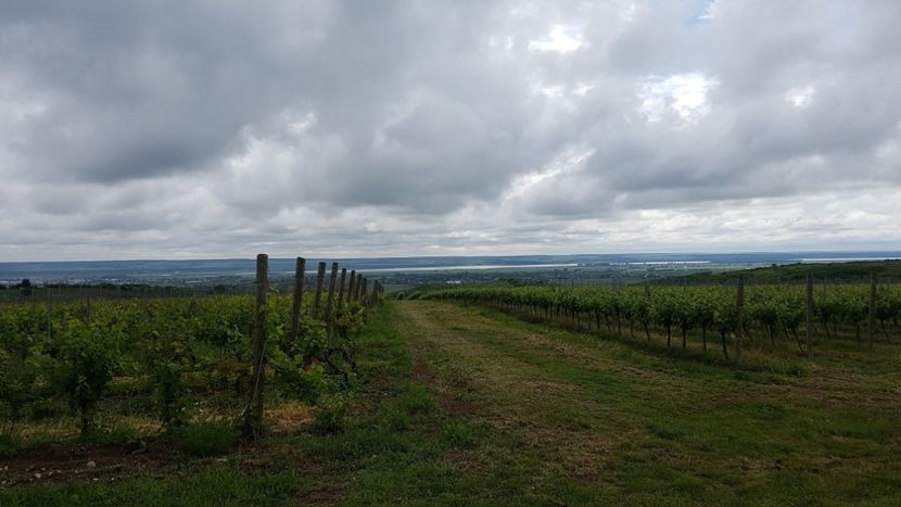  - 2017 TEL VLAD PODGORIA AVINCIA SI CASA ROMANEASCA