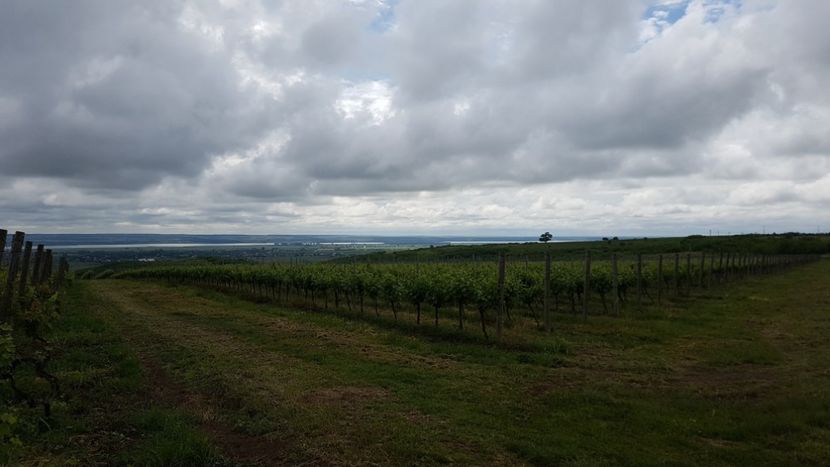  - 2017 TEL VLAD PODGORIA AVINCIA SI CASA ROMANEASCA