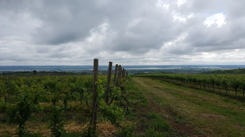  - 2017 TEL VLAD PODGORIA AVINCIA SI CASA ROMANEASCA