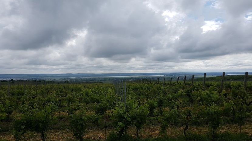  - 2017 TEL VLAD PODGORIA AVINCIA SI CASA ROMANEASCA