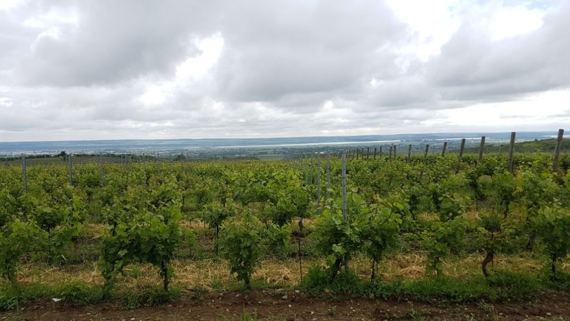 20170527_103058(0) - 2017 TEL VLAD PODGORIA AVINCIA SI CASA ROMANEASCA