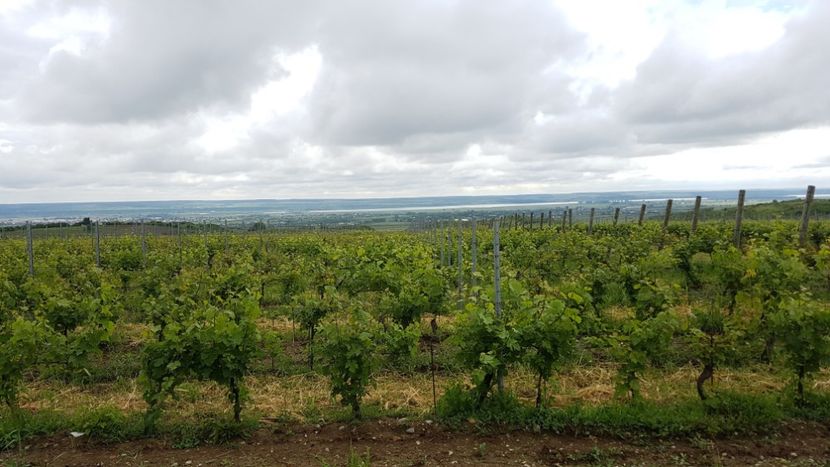  - 2017 TEL VLAD PODGORIA AVINCIA SI CASA ROMANEASCA