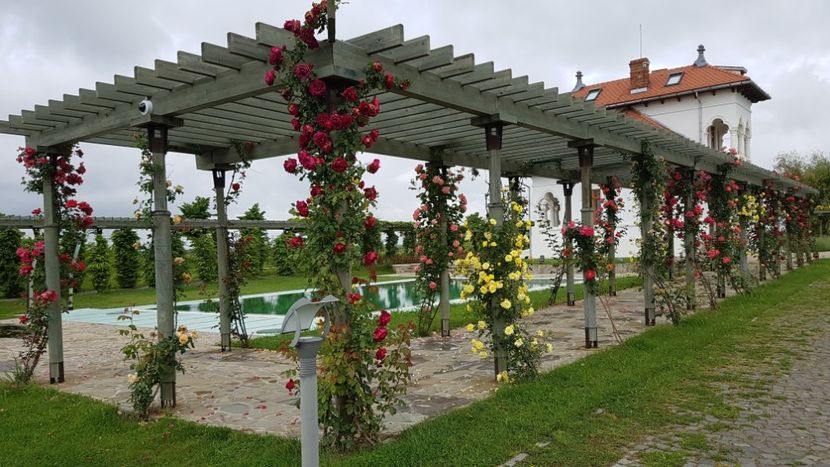  - 2017 TEL VLAD PODGORIA AVINCIA SI CASA ROMANEASCA