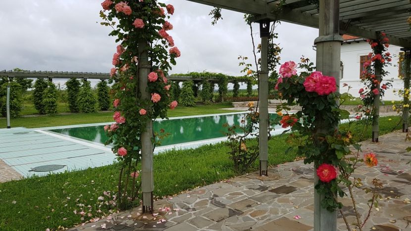  - 2017 TEL VLAD PODGORIA AVINCIA SI CASA ROMANEASCA