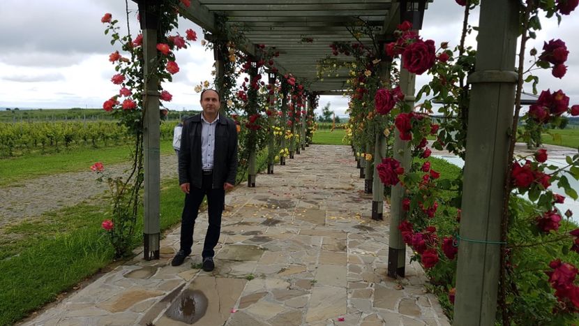  - 2017 TEL VLAD PODGORIA AVINCIA SI CASA ROMANEASCA