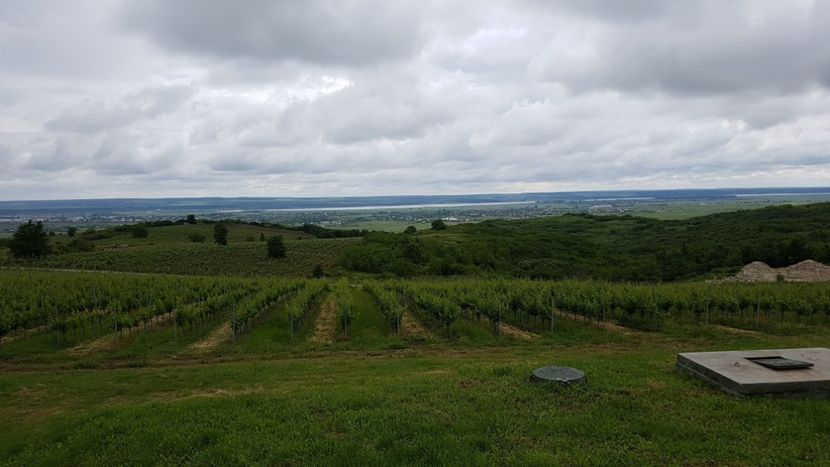  - 2017 TEL VLAD PODGORIA AVINCIA SI CASA ROMANEASCA